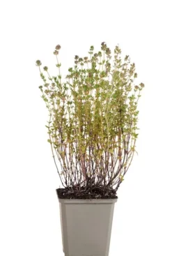 Thymus vulgaris - Tijm