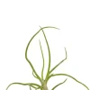 Tillandsia Bulbosa