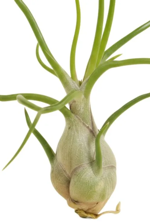 Tillandsia Bulbosa
