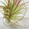 Tillandsia Harrissi