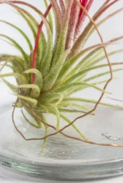 Tillandsia Harrissi
