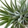 Tillandsia Ionanta
