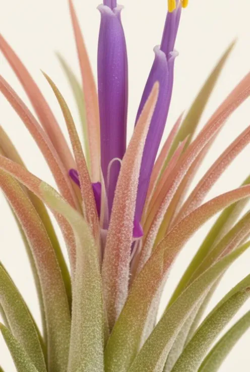 Tillandsia Ionantha
