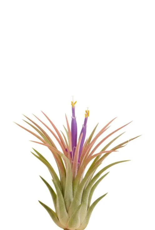 Tillandsia Ionantha