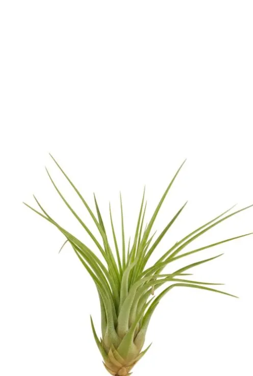 Tillandsia Melanocrater