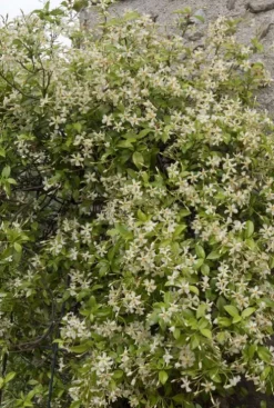 Trachelospermum Jasminoides 'Star of Toscane' - Toscaanse Jasmijn