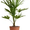 Trachycarpus fortunei - Henneppalm