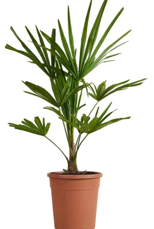 Trachycarpus fortunei - Henneppalm