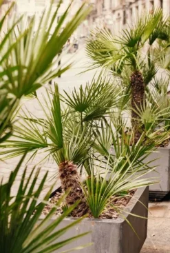 Trachycarpus fortunei - Henneppalm