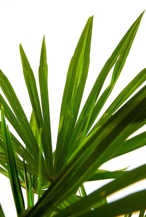 Trachycarpus fortunei - Henneppalm