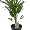 Trachycarpus fortunei - Henneppalm