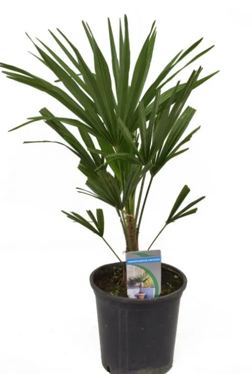 Trachycarpus fortunei - Henneppalm