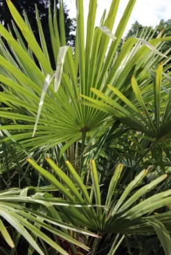 Trachycarpus fortunei - Henneppalm