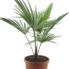 Trachycarpus princeps New Form - Henneppalm