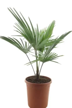 Trachycarpus princeps New Form - Henneppalm