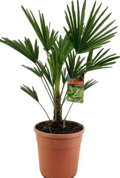 Trachycarpus wagnerianus - Wagnerpalm
