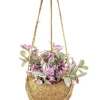 Tradescantia - Vaderplant