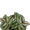 Tradescantia Zebra - Stekje