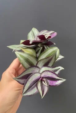 Tradescantia Zebra - Stekje