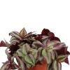 Tradescantia Zebrina - Vaderplant
