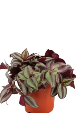 Tradescantia Zebrina - Vaderplant