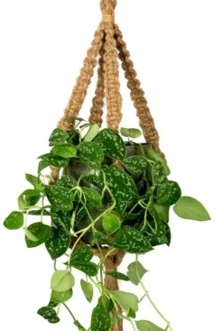 TS Collection Macrame Bloempothanger - bruin