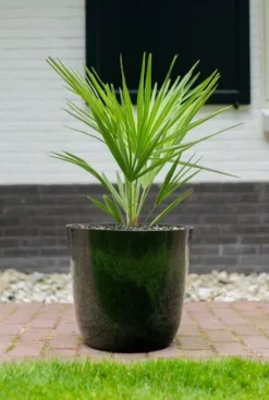 TS Collection Palermo Pot - groen