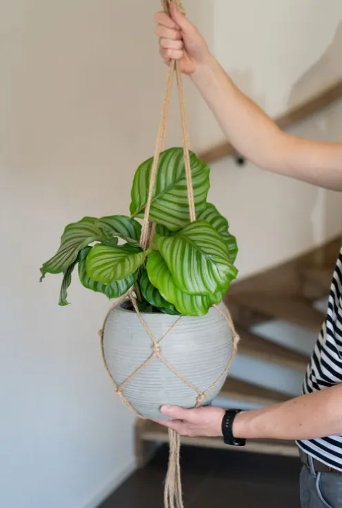 TS Collection Plantenhanger - touw