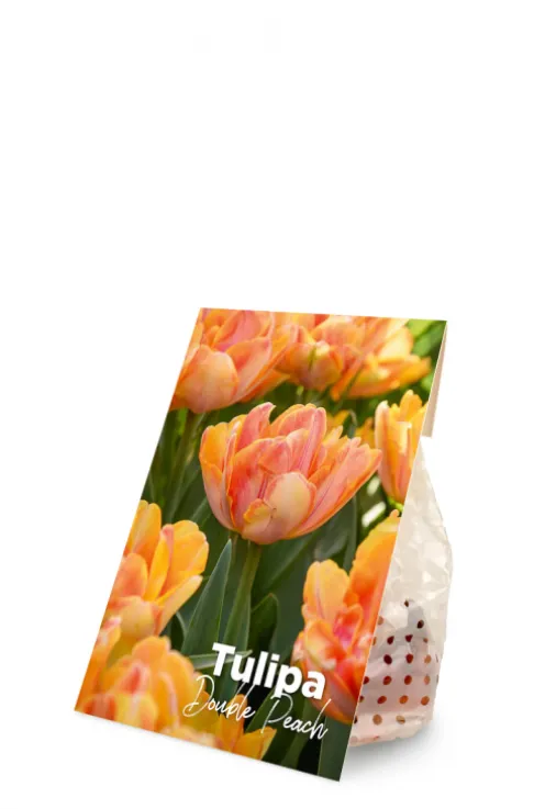 Tulp dubbelbloemig perzik - 20 bollen