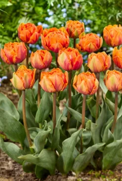 Tulp dubbelbloemig perzik - 20 bollen