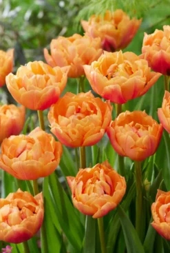 Tulp dubbelbloemig perzik - 20 bollen