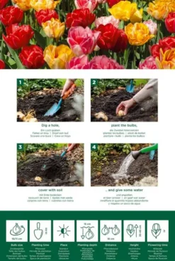 Tulp dubbelbloemig vroegbloeiende mix - 20 bollen