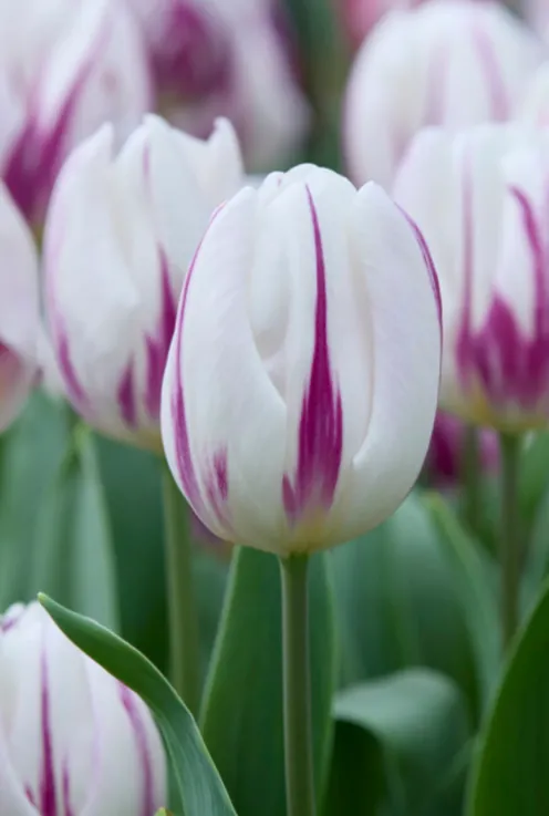 Tulp Purple mix - 20 bollen