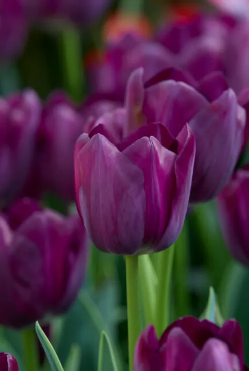 Tulp Purple mix - 20 bollen