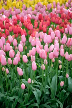 Tulp regenboog mix - 20 bollen