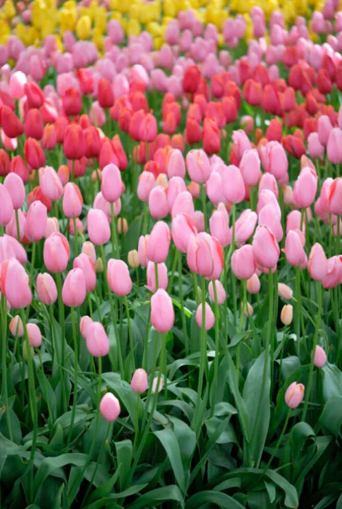 Tulp regenboog mix - 20 bollen