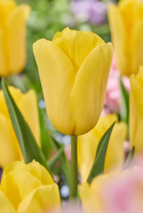 Tulp regenboog mix - 20 bollen