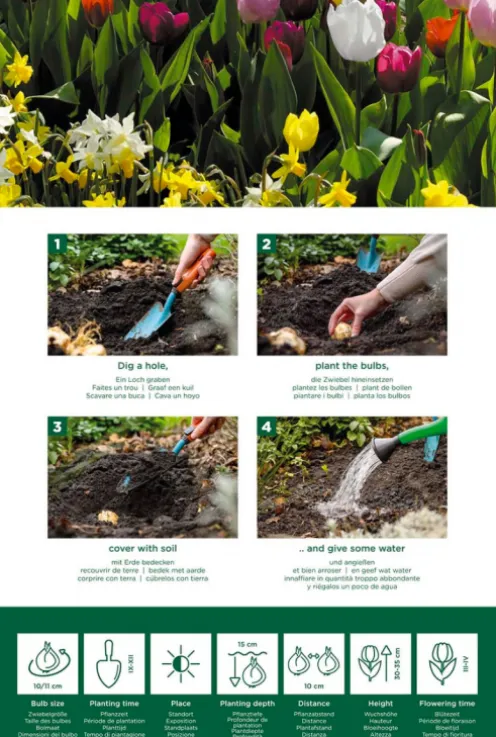Tulp regenboog mix - 20 bollen