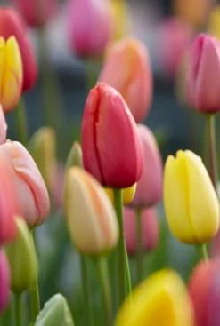 Tulp regenboog mix - 20 bollen