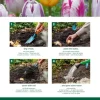Tulp Rembrandt mix - 20 bollen