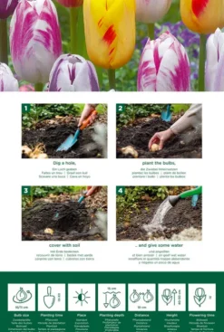 Tulp Rembrandt mix - 20 bollen