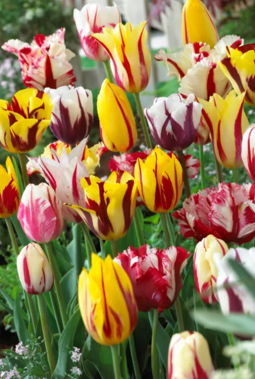 Tulp Rembrandt mix - 20 bollen