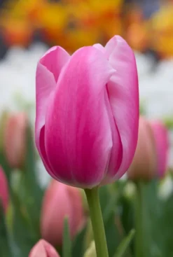 Tulp roze - 20 bollen