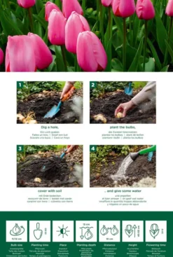 Tulp roze - 20 bollen