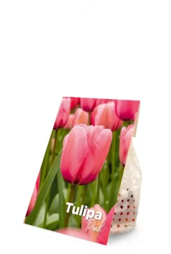 Tulp roze - 20 bollen