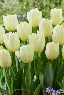 Tulp wit - 20 bollen