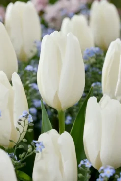 Tulp wit - 20 bollen