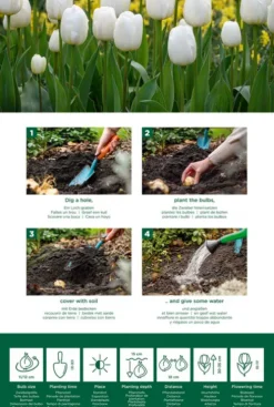 Tulp wit - 20 bollen