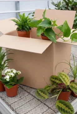 Tweede kans box - 6 stuks - Voordeelbox
