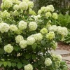 Viburnum plicatum 'Opening Day' - Japanse Sneeuwbal